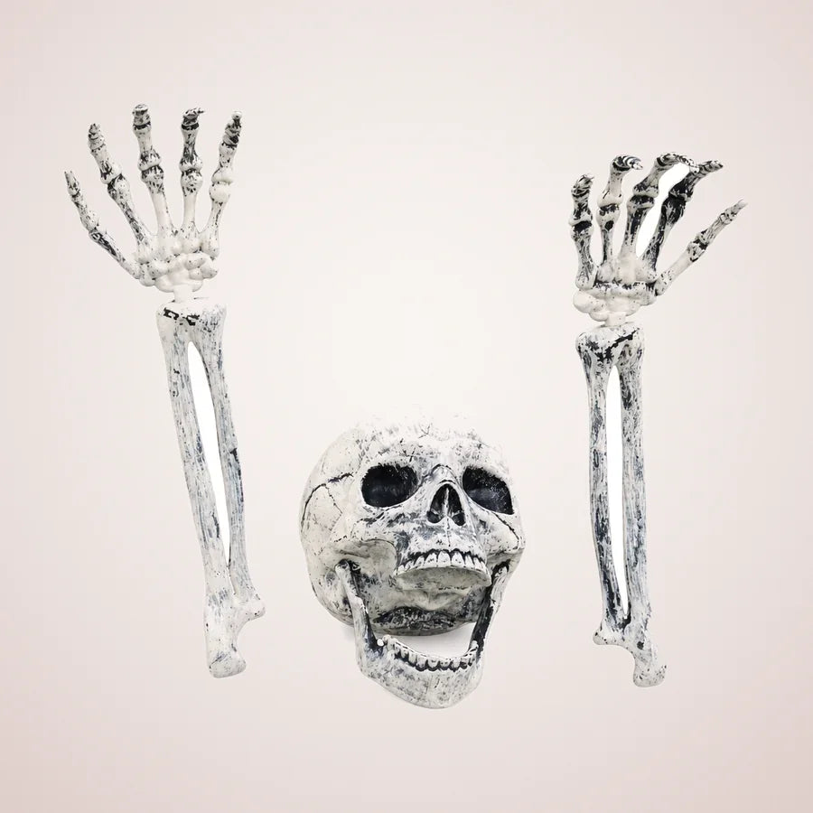 Ardmore Skeleton, photo 1