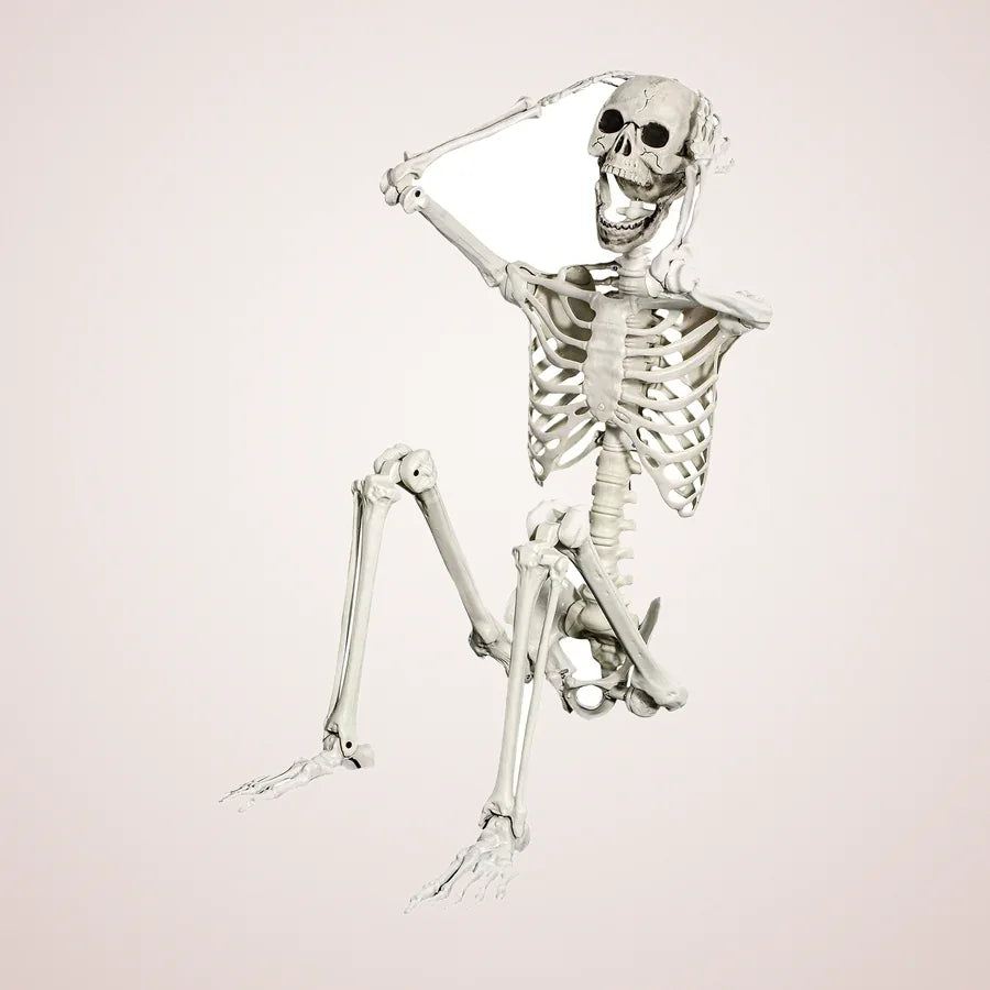 Salisbury 5.4-Foot Skeleton, photo 1