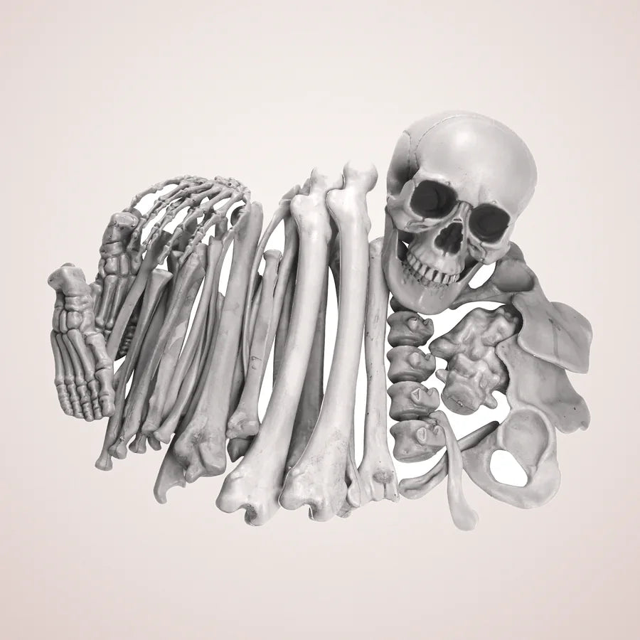 Hampstead Skeleton, photo 1