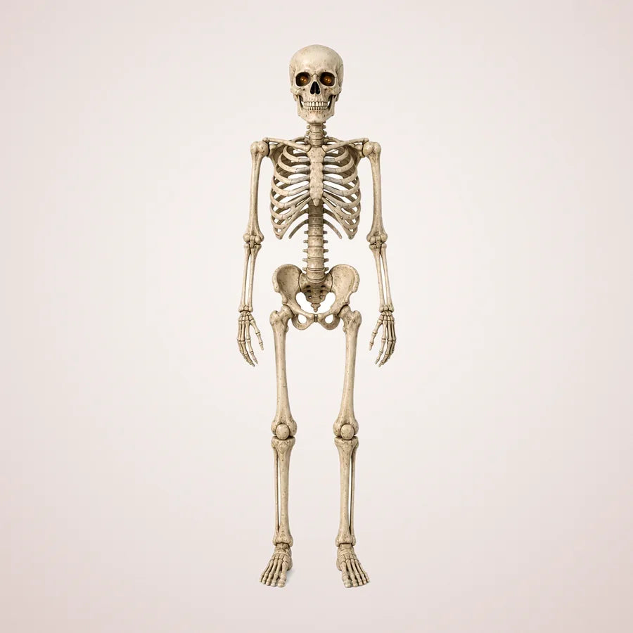 Montague 7-Foot Poseable Skeleton, photo 1