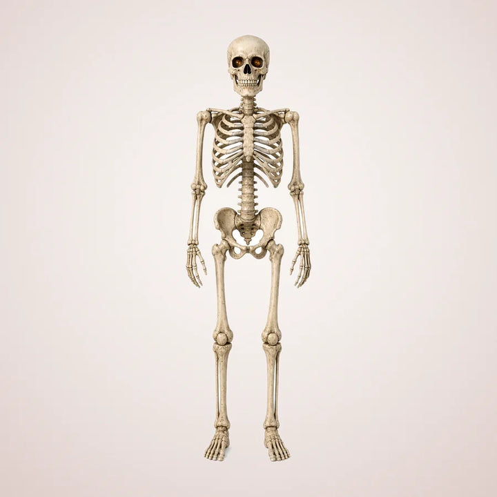 Montague 7-Foot Poseable Skeleton